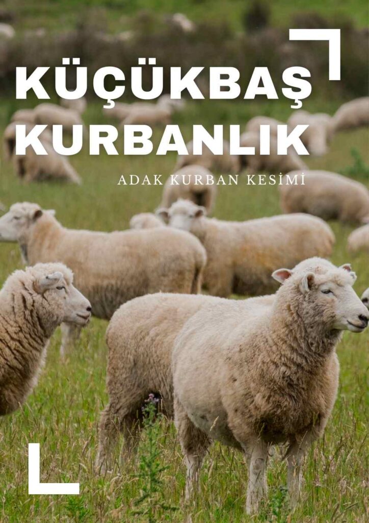 küçükbaş