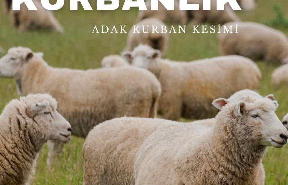 küçükbaş