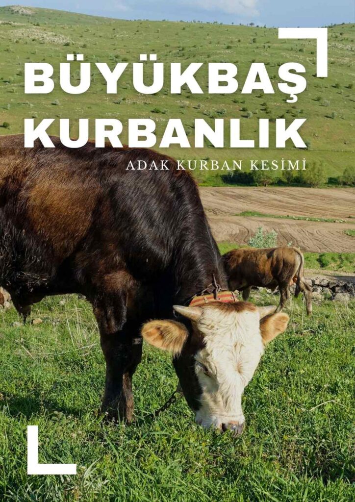büyükbaş kurbanlık